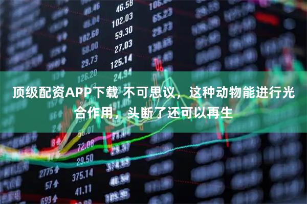 顶级配资APP下载 不可思议，这种动物能进行光合作用，头断了还可以再生