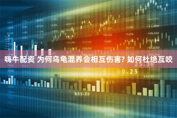 嗨牛配资 为何乌龟混养会相互伤害? 如何杜绝互咬